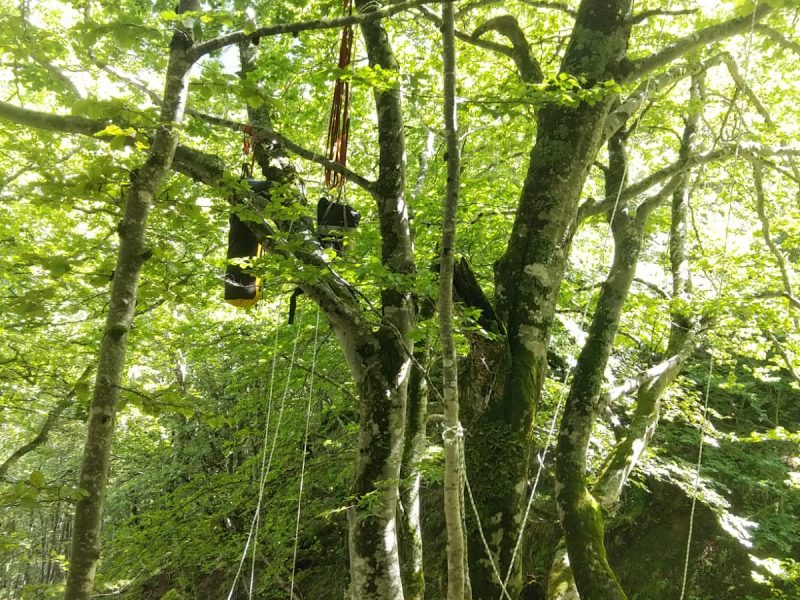 L'Arbre du départ du trip